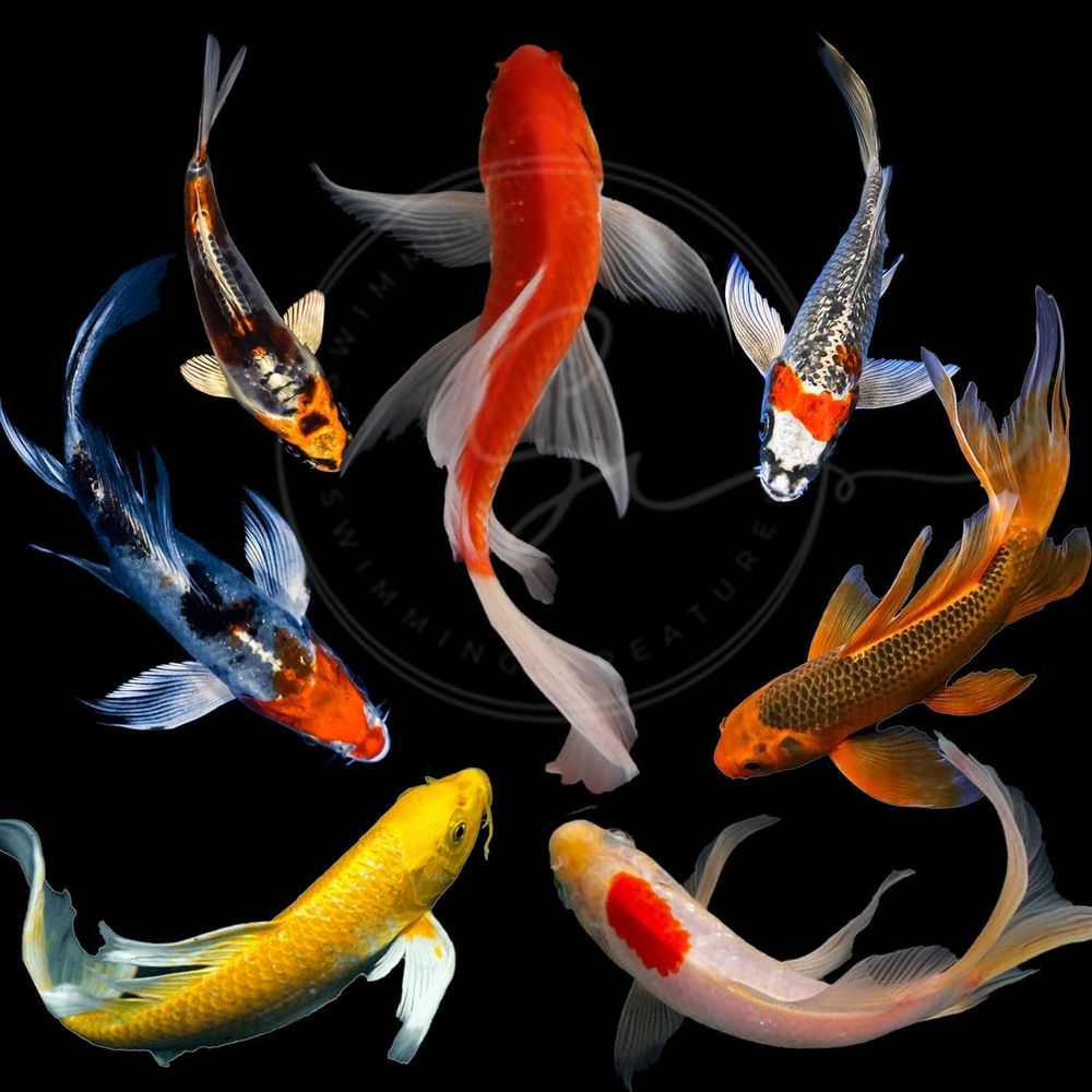 Lebende Koi-Fische in verschie – Aquarium Fish Pond Bewertung und Preis