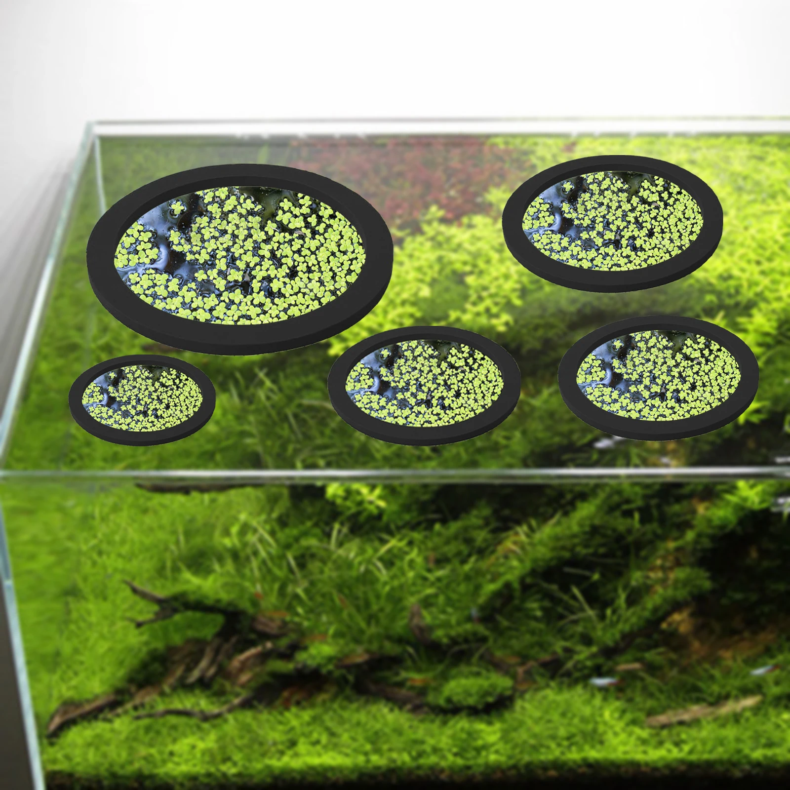 5Pcs EVA Fisch Fütterung Ring  – Aquarium Fish Tank Bewertung und Preis