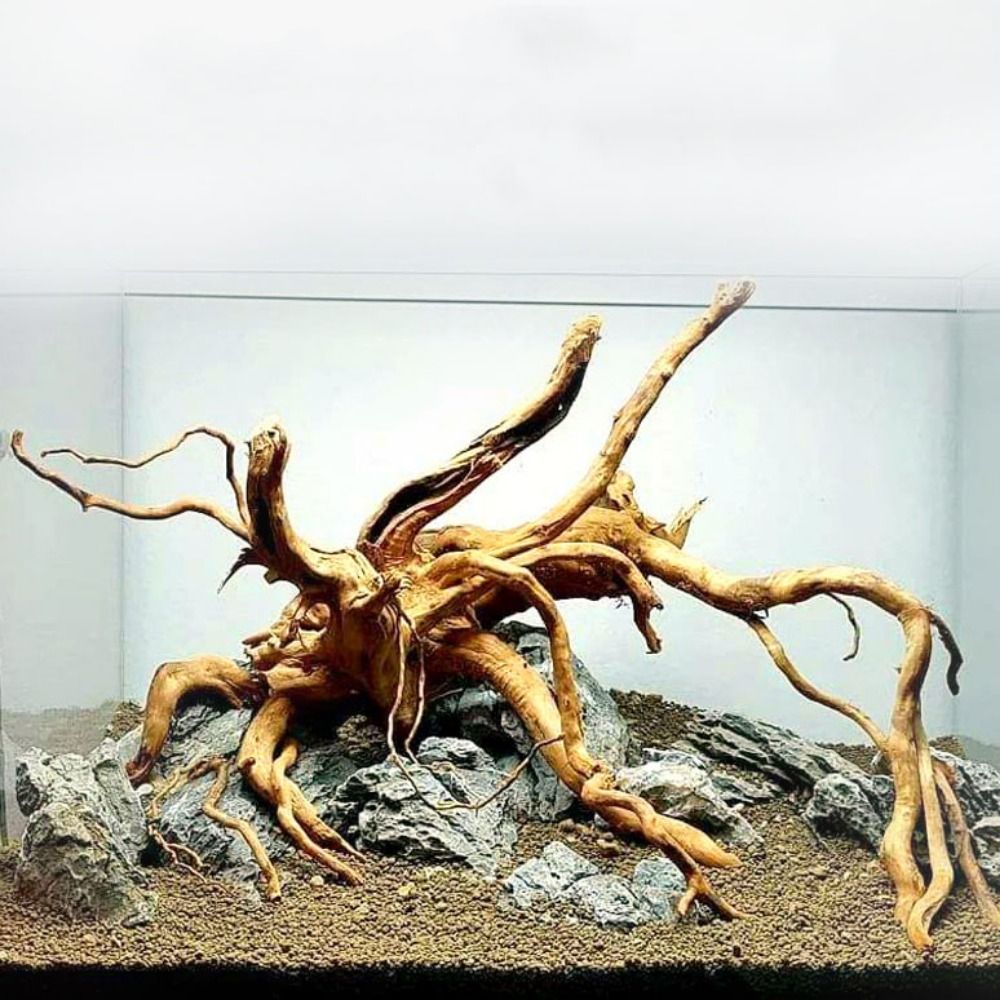 20-25CM Großes Aquarium-Treibh – Aquarium Fish In Bowl Bewertung und Preis