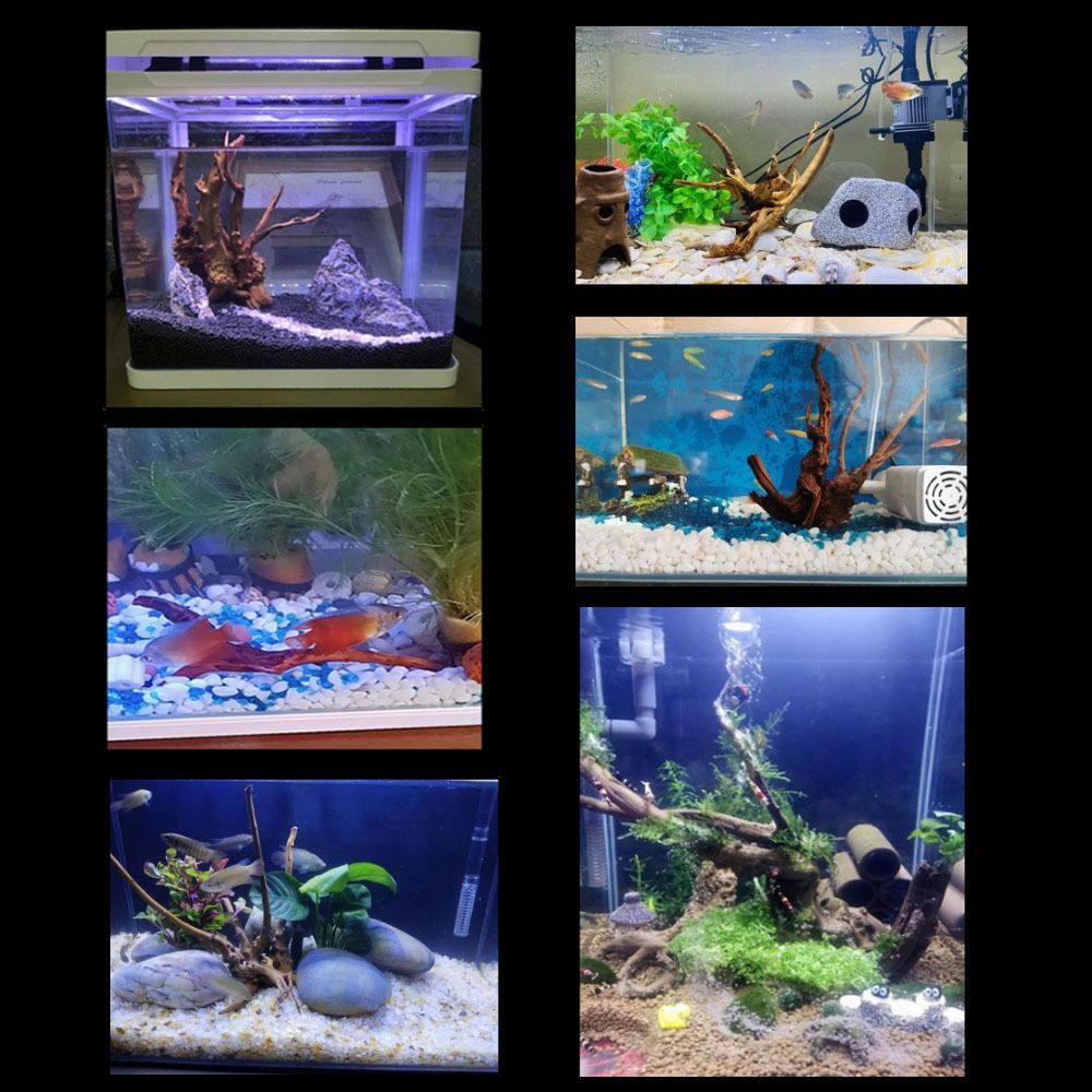 20-25CM Großes Aquarium-Treibh – Aquarium Fish In Bowl Bewertung und Preis