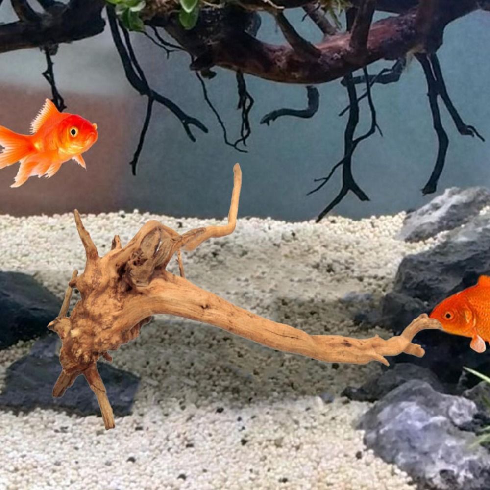 20-25CM Großes Aquarium-Treibh – Aquarium Fish In Bowl Bewertung und Preis
