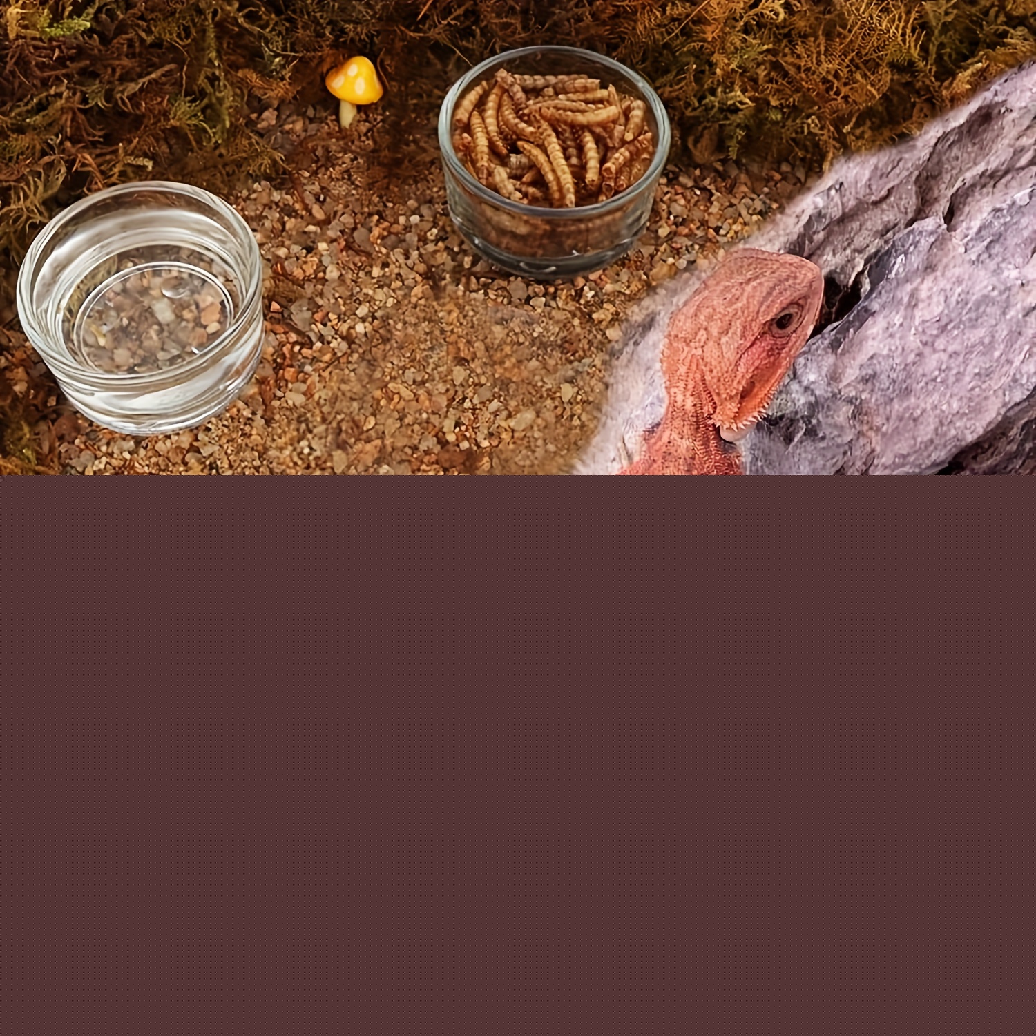 Glas-Aquarium Mini-Größe Garne – Aquarium Fish Food Bewertung und Preis